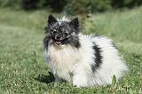 SPITZ ALLEMAND 421